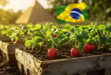 Brasil Abre Mercado para Mudas de Morango do Egito