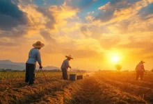 Prazo do PAA Prorrogado: Agricultores Têm Até Março