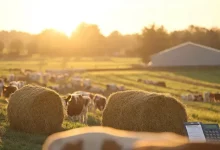 Projeto propõe compensação fiscal para produtores de leite